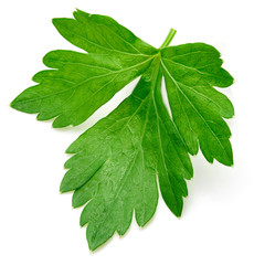 Parsley isolated on white