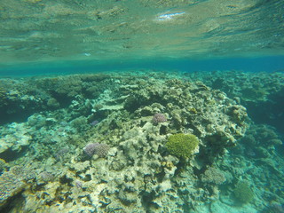 Naklejka na ściany i meble Underwater survey, Red Sea Egypt
