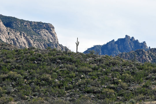 Single big saguaro cactus in Catalina State Park outside of Tucson, Arizona