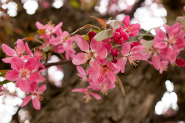 pink flowerson a branch background, macro 