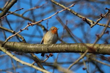 Robin/Rotkehlchen