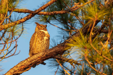 A single Great-horned Owl watches the sun set from its perch on a pine tree limb