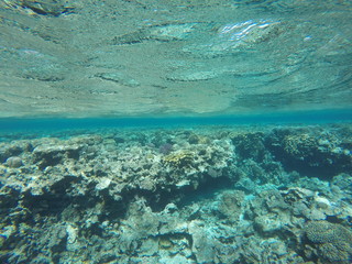 Underwater survey, red sea, Underwater light