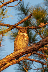 A single Great-horned Owl watches the sun set from its perch on a pine tree limb