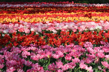 Fototapeta na wymiar field of tulips