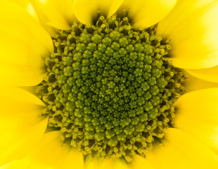 Macrofotograf&iacute;a de una flor