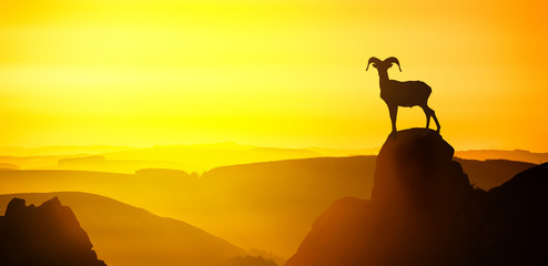 mouflon male silhouette