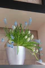 muscari