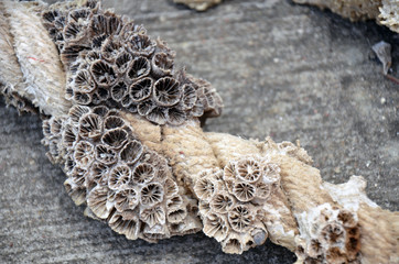 Close up of an old, frayed three strand ships cream colored rope encrusted with white and dark...
