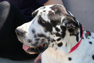 Gran dan&eacute;s sacando la lengua