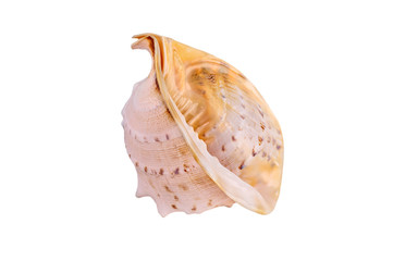Large seashell © kpn1968