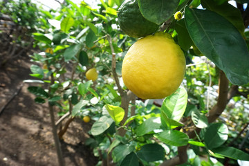 Lemon tree with yellow and green fruits in the greenhouse