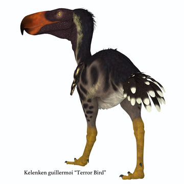 Kelenken Bird Tail with Font -Kelenken was a carnivorous Terror bird that lived in Argentina during the Miocene Period. 