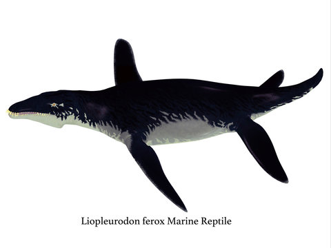 Liopleurodon Reptile Side Profile with Font - Liopleurodon was a large carnivorous marine reptile that lived in the seas off England and France during the Jurassic Period.