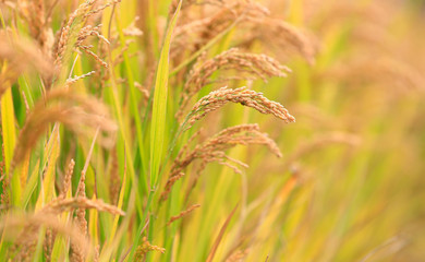 Ripe rice, in the paddy fields