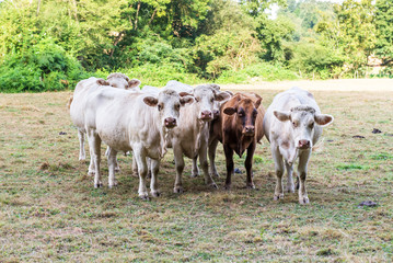 Obraz premium White cows graze on pasture. 