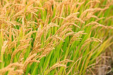 Ripe rice, in the paddy fields