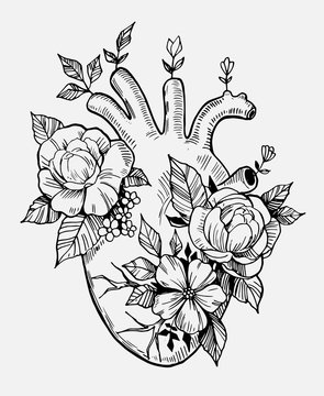 Anatomical heart with flowers. Engraving style. Hand drawn illustration converted to vector
