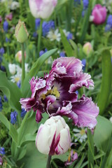 flowers in the garden