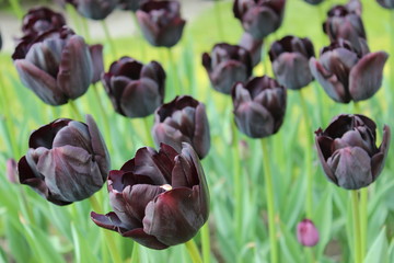 black tulips