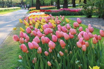 tulips in the garden