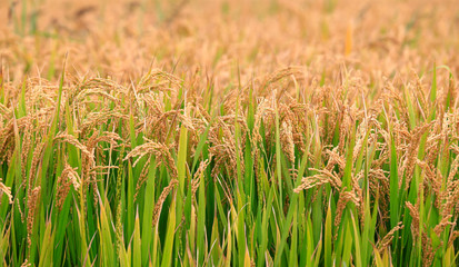 Ripe rice, in the paddy fields