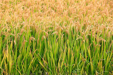 Ripe rice, in the paddy fields