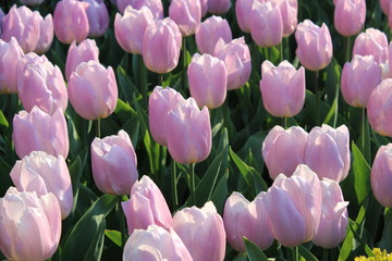 pink tulips in the garden