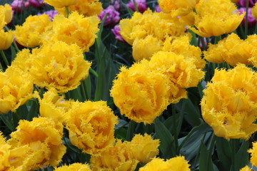 bouquet of yellow flowers
