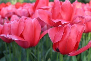 red tulips in the garden