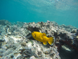 Underwaterphotograph of a fish