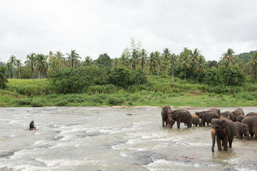Naklejka na ściany i meble Elephants in Sri Lanka