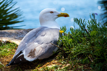 The seagull sits on a rock by the sea between the bushes.