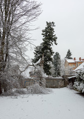 Snowy landscape broken birch and spruce on a gray background on a winter afternoon