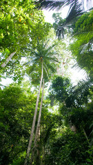 Malaysia Taman Negara Rain Forest - obrazy, fototapety, plakaty