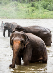 Elephants in Sri Lanka