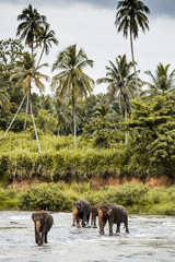 Naklejka premium Elephants in Sri Lanka