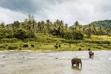 Elephants in Sri Lanka