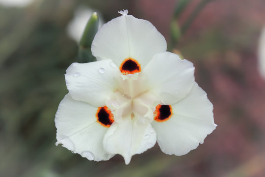 triangular white flower (yellow wild iris) moreia
