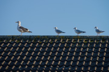 Four gulls sitting on the roof