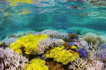 Foto op Plexiglas Fluorescerend koraalrif © The Ocean Agency