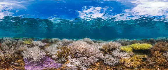 Fototapete Rund Neukaledonien fluoreszierendes Korallenriffpanorama © The Ocean Agency