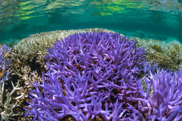 Bright neon purple fluorescent coral