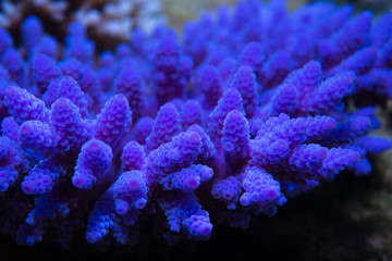 Purple fluorescing coral in New Caledonia during Global Bleaching Event
