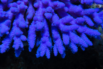 Bright neon purple fluorescing coral