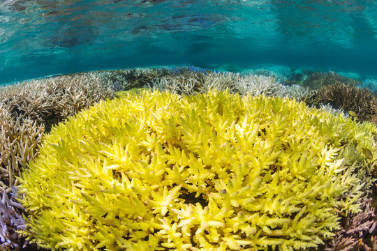 Bright neon yellow fluorescent coral in New Caledonia during a Global Coral Bleaching Event