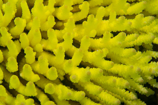 Close up view of neon yellow fluorescing coral