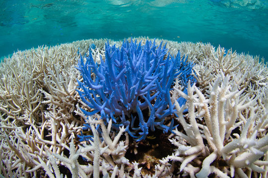 Fluorescing coral among bleached reef