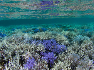 Bright neon purple fluorescing coral and bleached coral