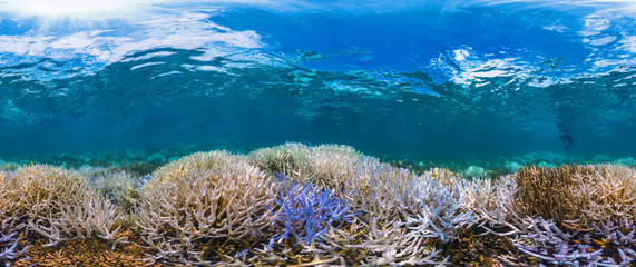 New Caledonia fluorescing coral reef panorama